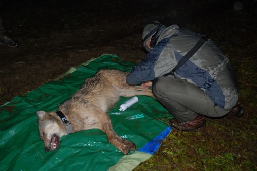 Foto: Vlci pod drobnohledem – zoologové nonstop sledují jejich pohyb na Šumavě