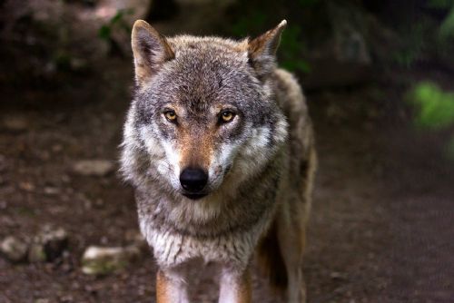 Foto: Vlk ve Vochově zabil berana