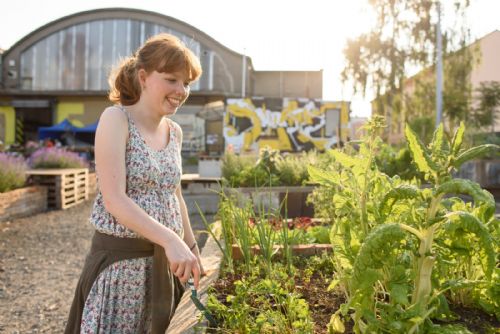 Foto: Vypěstujte si vlastní zeleninu v centru Plzně
