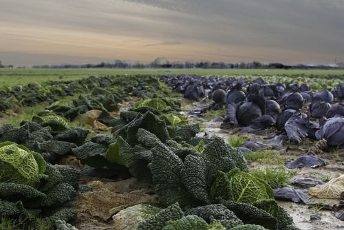 Foto: Z polí na Plzeňsku mizí brambory, zelí nebo cibule
