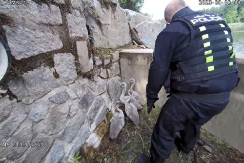 Foto: Záchranná akce strážníků na Šídlováku, pod přepadem uvízla labuťata. Video