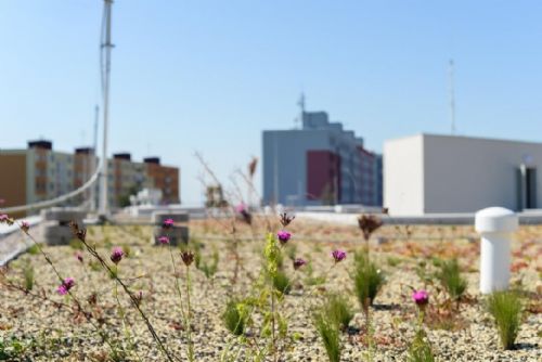 Foto: Základní školu zdobí jedna z největších zelených střech v Plzni