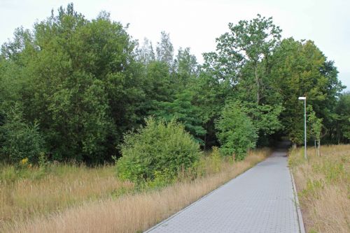 Foto: ZČU revitalizuje náletový lesopark v kampusu