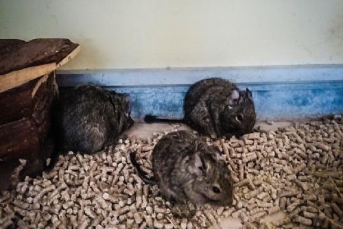 Foto: Žena našla na Vinicích u kontejnerů klec s opuštěnými osmáky