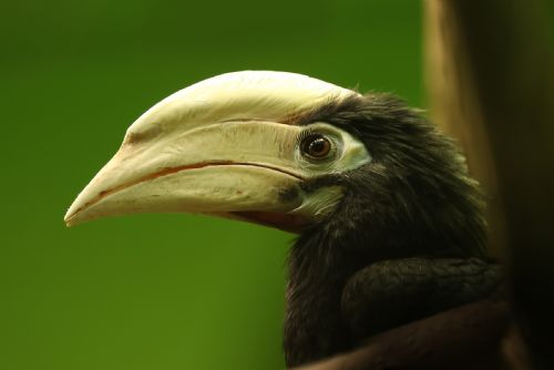 Foto: Zoo Plzeň má nového zoborožce běloocasého. Přijel z Wroclawi