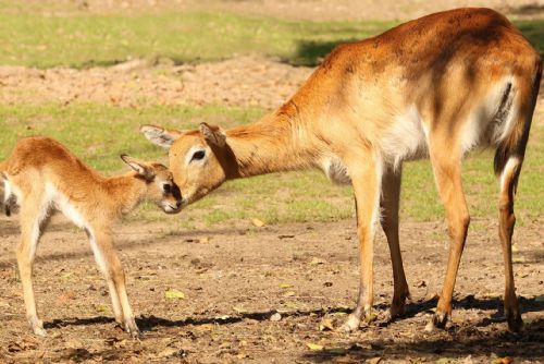 Foto: Zoo Plzeň má ve výběhu antilopu vodušku červenou s číslem 100