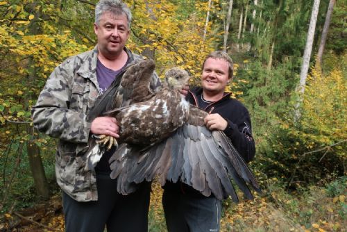 Foto: Zraněný orel z Rokycanska je v péči plzeňské záchranné stanice