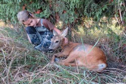 Foto: Zvířat sražených auty přibývá, u Kozolup ležela zraněná srna