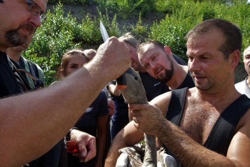 Foto: Zvířecí záchranáři chytali na Pekelném rybníku labutí mládě s rybářským vlascem