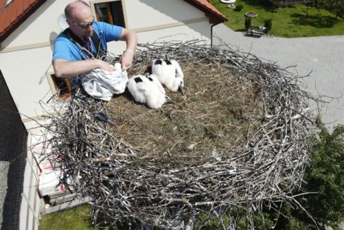 Foto: Zvířecí záchranáři dali v kraji k adopci deset čapích mláďat