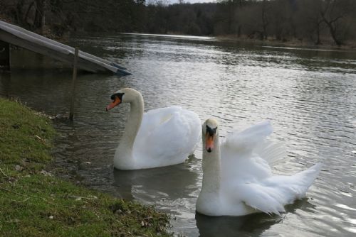 Obrázek - 