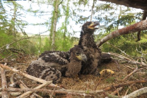 Foto: Zvířecí záchranáři kontrolovali a kroužkovali orly mořské na hnízdech