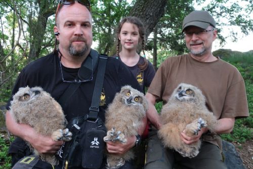 Foto: Zvířecí záchranáři kroužkovali v kraji sovy. Na hnízdě byla i trojčata!