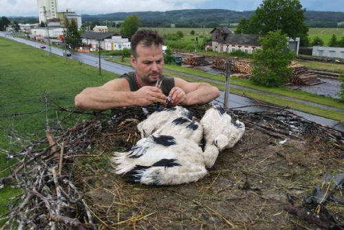 Foto: Zvířecí záchranáři kroužkují malé čápy na hnízdech v kraji