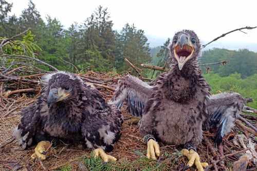 Foto: Ornitologové kroužkují v kraji mořské orly. Podívejte se