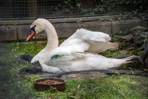 Foto: Zvířecí záchranáři mají plnou stanici. O měsíc dřív