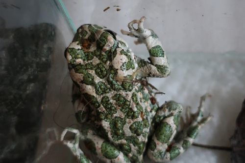 obrázek:Zvířecí záchranáři pečují o další žábu. Placatou a zelenou