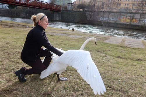Foto: Zvířecí záchranáři řeší záhadu: může za zkroucený krk labutě olovo?