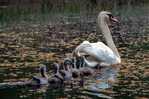 Foto: Zvířecí záchranáři se ptají: Zůstane Pekelný rybník rájem živočichů?