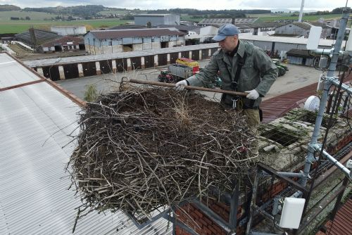 Foto: Zvířecí záchranáři snižovali čapí hnízdo v Draženově