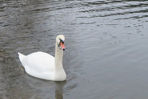 Foto: Zvířecí záchranáři vyndali labuti z Berounky háček ze zobáku