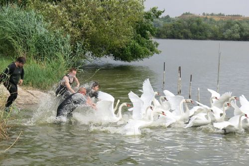 Obrázek - 