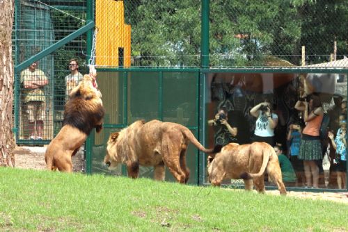 Foto: Oplocení Expozice pro Lvy Berberské - ZOO Plzeň