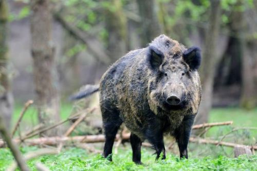 Foto: Divočáků je ve městech na Plzeňsku čím dál víc