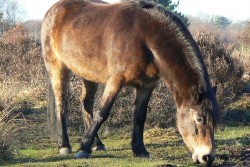 Foto: Mezi Radčicemi a Křimicemi běhal u silnice kůň