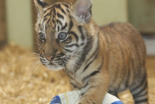 Foto: Rekord. Zoo loni navštívilo 512 682 lidí