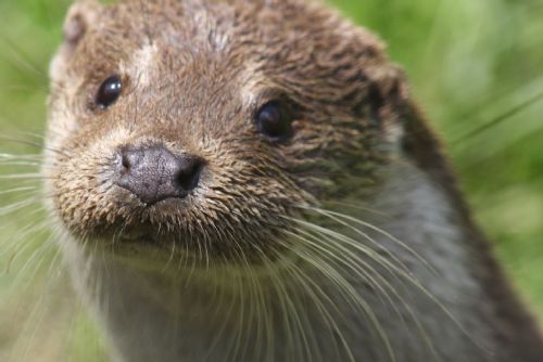 Foto: Zoologická a botanická zahrada zve k sobotní oslavě Dne Země