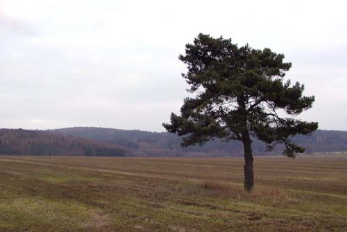 Foto: Bude v Plzni Japonská zahrada?