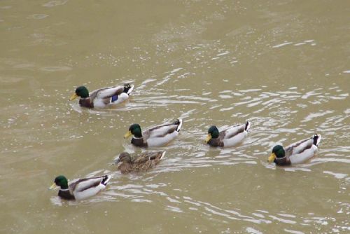 Foto: Chovatelům v regionu škodí přemnožený norek
