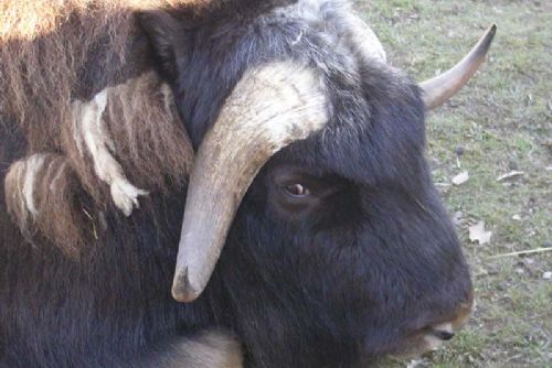 Foto: Hasiči odchytávali buvola pod nemocnicí