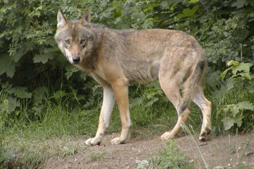 Foto: Z plzeňské zoo utekla mladá vlčice