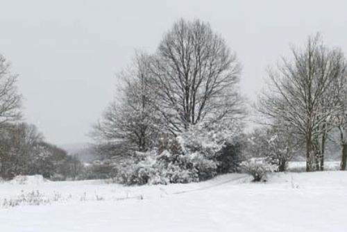 Foto: Na Šumavě padají zasněžené stromy na silnice 