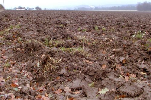 Foto: Chanovice na Klatovsku patří bramborám