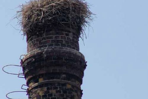 Foto: Hasiči přenášeli čapí vejce z komína ve Šťáhlavech