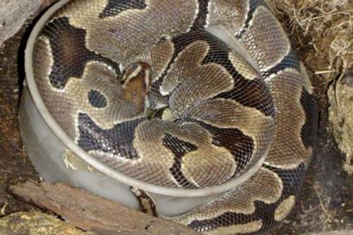 Foto: Ředitel zoo na svůj svátek krmí hady