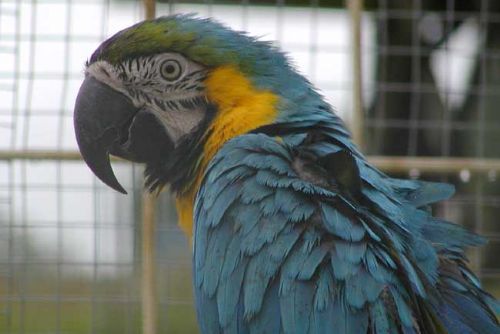 Foto: Zoo Plzeň poprvé přirozeně odchovala vzácného papouška