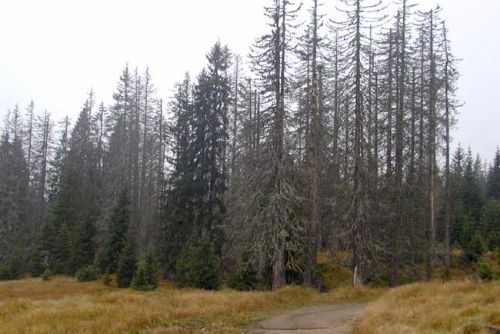 Foto: Šumavské lesy asi opět přivítají medvěda