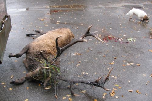 Foto: V autě na Klatovsku převážel hlavu jelena