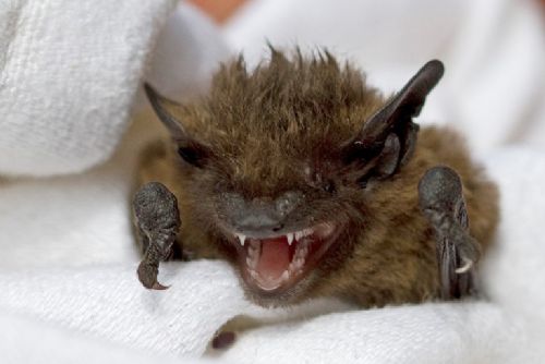 Foto: Padesátku netopýrů museli vyhánět z paneláku v Plzni zvířecí záchranáři