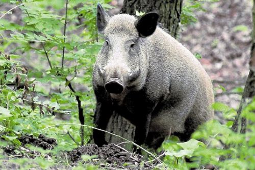 Foto: V kraji je hodně prasat, ale málo zajíců a bažantů