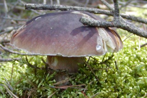 Foto: Houbaření - v současnosti dobrý přivýdělek