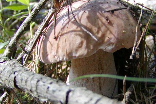 Foto: Teplé listopadové počasí popletlo přírodu