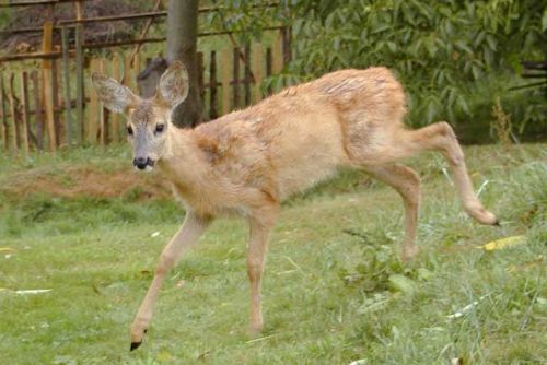 Foto: Na silnicích kraje začíná doba srážek se zvěří