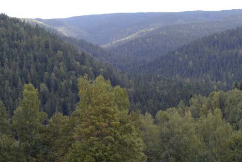 Foto: V lesích Rokycanska právě vrcholí jelení říje