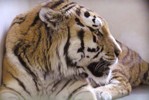 Foto: Zoo v Plasích bojuje o přežití