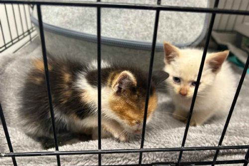 obrázek:Koťata ve sklepě téměř nepřežila - týden bez jídla a vody